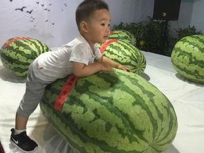 吃瓜群众421事件,吃瓜群众热议的焦点事件深度解析