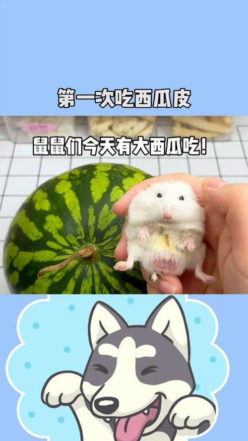 老鼠吃瓜了,趣味横生一幕现