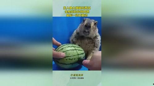 老鼠吃瓜了,趣味横生一幕现