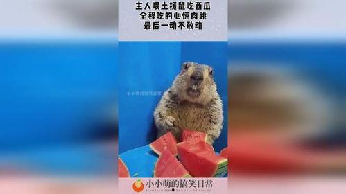 老鼠吃瓜了,趣味横生一幕现