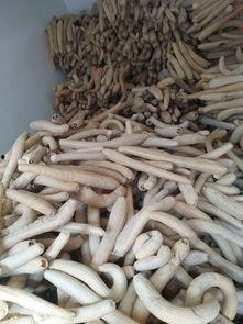 蓝瓜晒干怎么吃,探索美味晒干蓝瓜的多重吃法