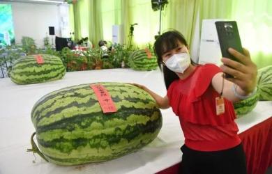 吃瓜群众8424,一场全民参与的舆论盛宴