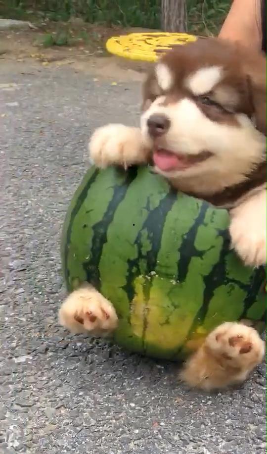 道具狗吃瓜,揭秘道具狗的趣味生活