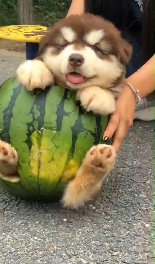 狗狗和吃瓜的,揭秘宠物界的趣味生活