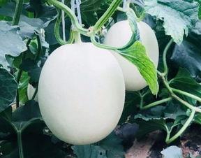 空调房里吃瓜视频,瓜香四溢的清凉时光