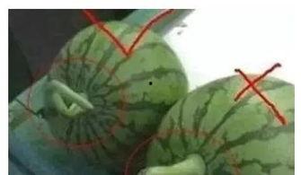 空调房里吃瓜视频,瓜香四溢的清凉时光