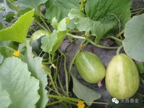 吃桃小瓜,探寻夏日消暑美食之旅