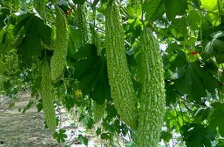 大藤吃瓜,揭秘娱乐圈幕后风云