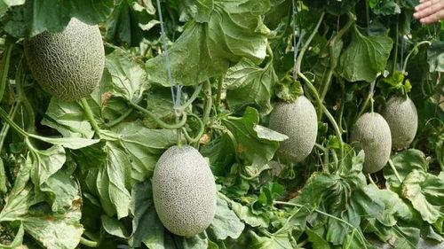 大藤吃瓜,揭秘娱乐圈幕后风云