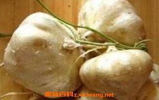 孕早期吃生土瓜,孕早期食用生土瓜的注意事项与风险解析