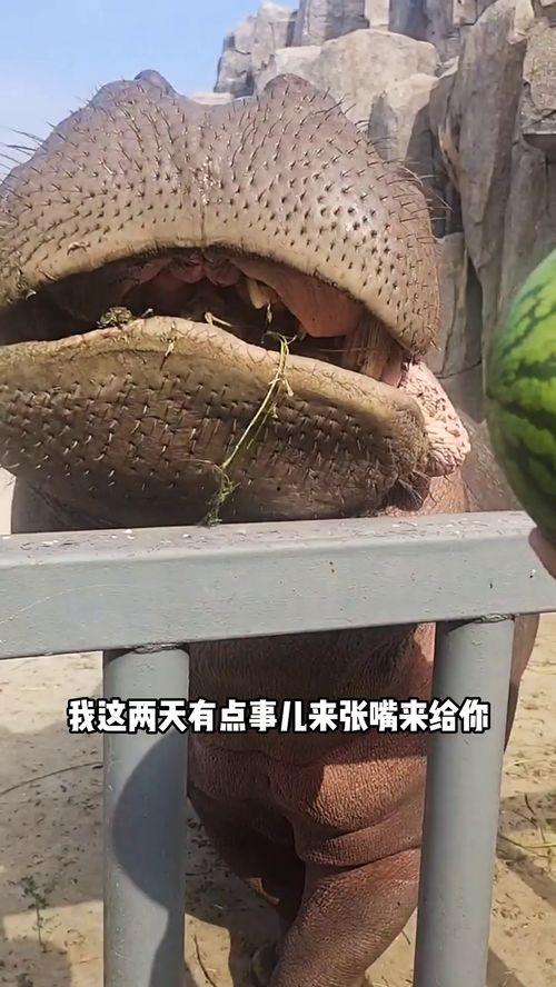 河马吃瓜搞怪图片,萌态十足，搞怪瞬间引网友爆笑