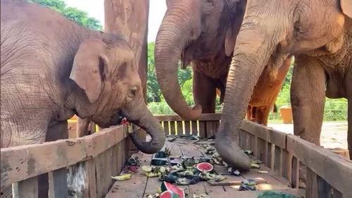 吃瓜.wan,网络热词背后的文化现象