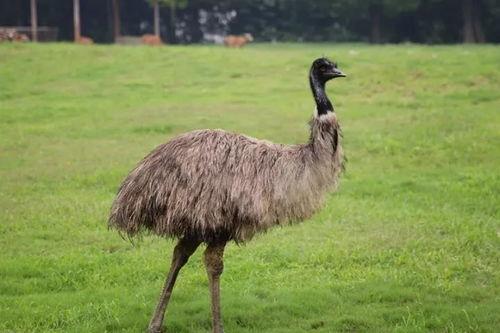 不明吃瓜群众接话,不明吃瓜群众如何影响舆论风向