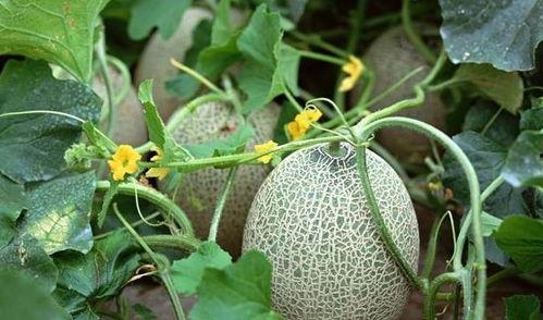 微笑姐吃西瓜哈密瓜,西瓜与哈密瓜的甜蜜邂逅