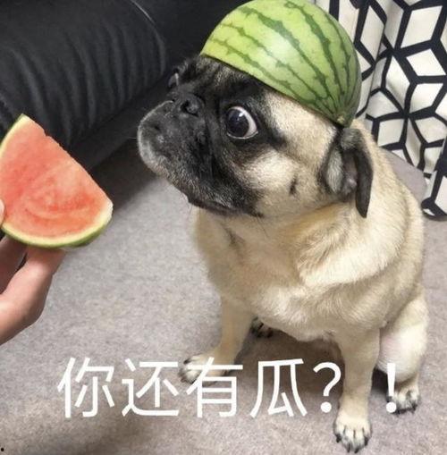 吃瓜吐槽表情包,网络时代的幽默利器