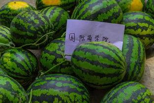 吃瓜我们学校潍坊,揭秘校园里的那些事儿