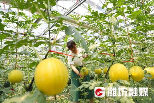 吃瓜我们学校潍坊,揭秘校园里的那些事儿