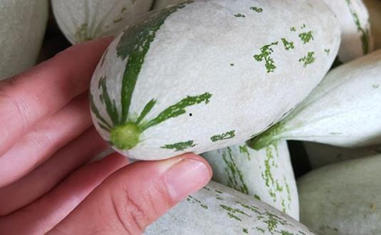 光遇瓜吃瓜,揭秘游戏背后的精彩故事