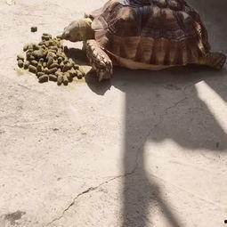 苏卡达吃瓜,揭秘热带雨林中的神秘生活