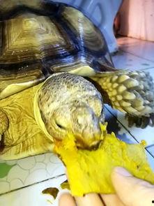 苏卡达吃瓜,揭秘热带雨林中的神秘生活