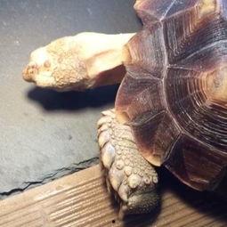 苏卡达吃瓜,揭秘热带雨林中的神秘生活