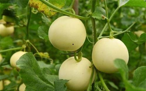 kc甜瓜吃瓜,品味夏日清凉，解锁吃瓜新时尚