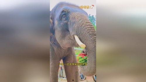 大象吃瓜视频大全,趣味视频大盘点