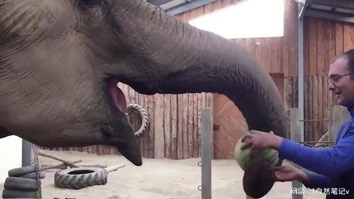 大象吃瓜视频大全,趣味视频大盘点