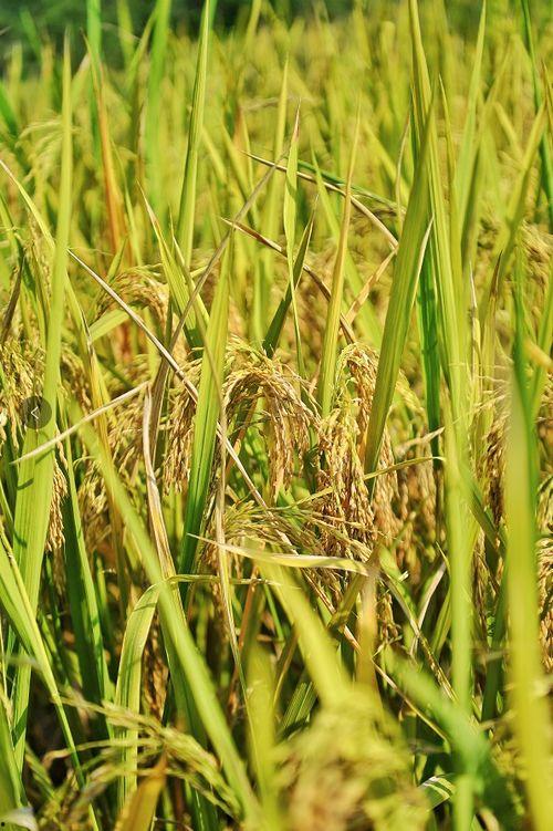 黄子稻大号吃瓜