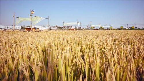 黄子稻大号吃瓜