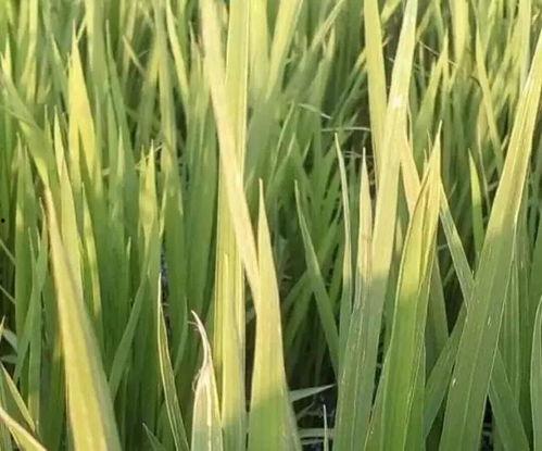 黄子稻大号吃瓜