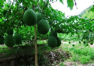 吊瓜怎样挑选生熟吃