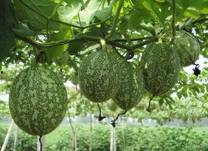 吊瓜怎样挑选生熟吃