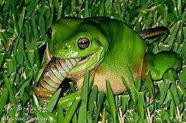 东北青蛙吃瓜,东北青蛙的夏日瓜果盛宴