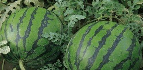 西瓜特效吃瓜bgm,畅享夏日清凉音乐盛宴