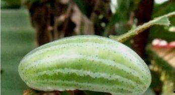 袖珍瓜怎么吃,轻松解锁美味新体验