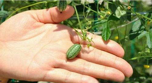 袖珍瓜怎么吃,轻松解锁美味新体验