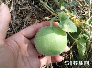 袖珍瓜怎么吃,轻松解锁美味新体验