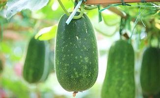 梵梵吃瓜图片,瓜香四溢的欢乐时光