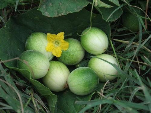 小瓜吃不,探寻美食之旅