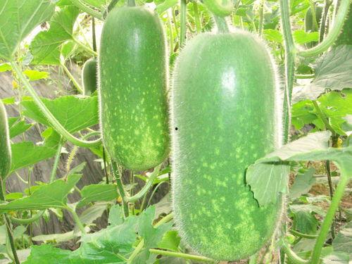 吃瓜只吃无籽瓜下一句