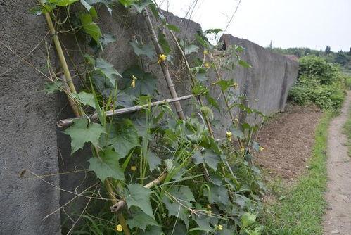 皮皮在农村吃瓜,皮皮农村吃瓜趣事多