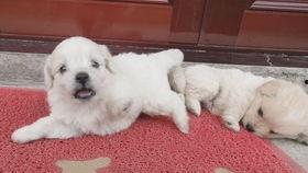 皮皮在农村吃瓜,皮皮农村吃瓜趣事多