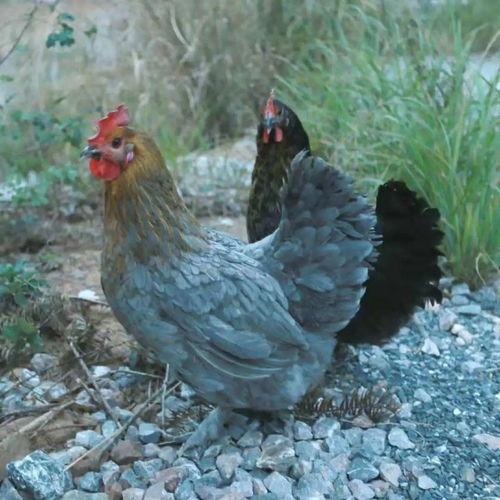 带你吃瓜最大生物,带你吃瓜最大生物的神秘世界