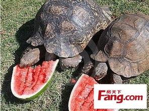 带你吃瓜最大生物,带你吃瓜最大生物的神秘世界