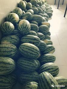 吃瓜建立的友谊,从吃瓜到深厚的友谊